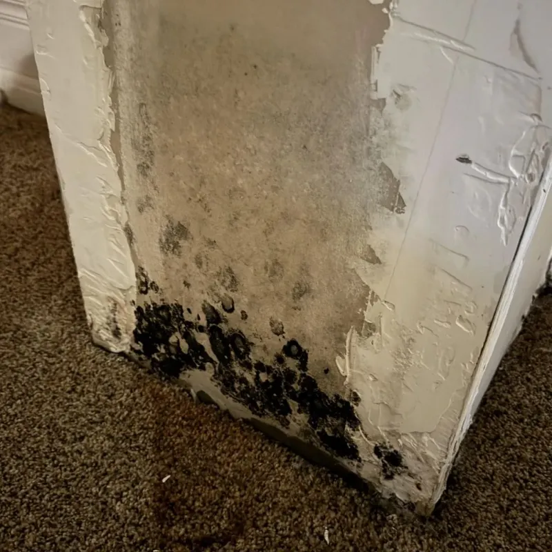 Professional Mold Removal in Prudenville, MI